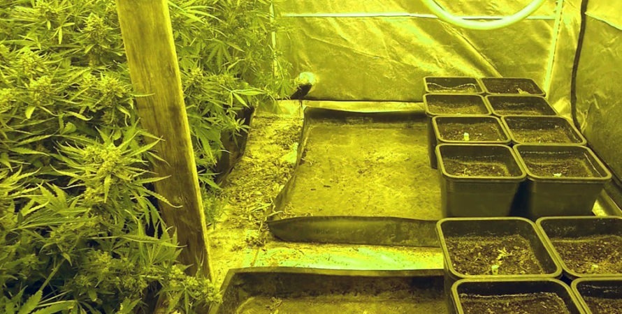 Plantacja marihuany