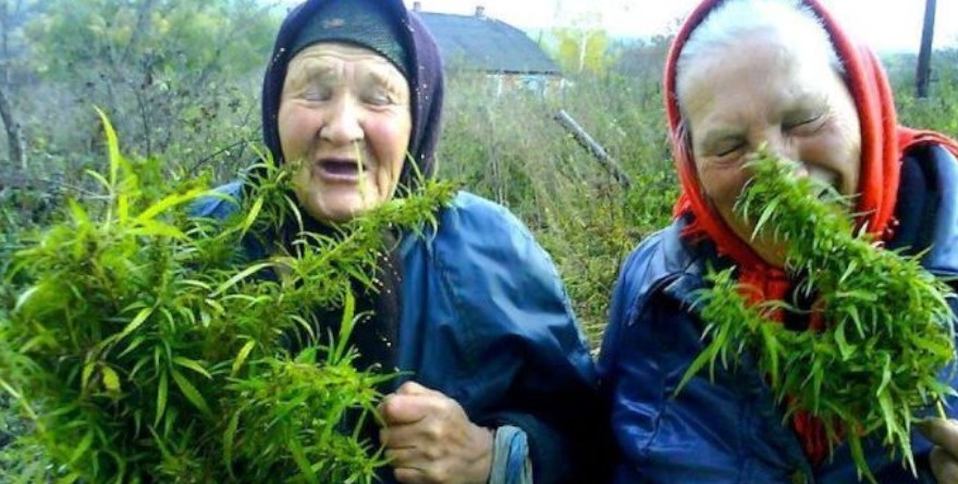 Babcie z marihuaną