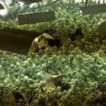 Plantacja marihuany