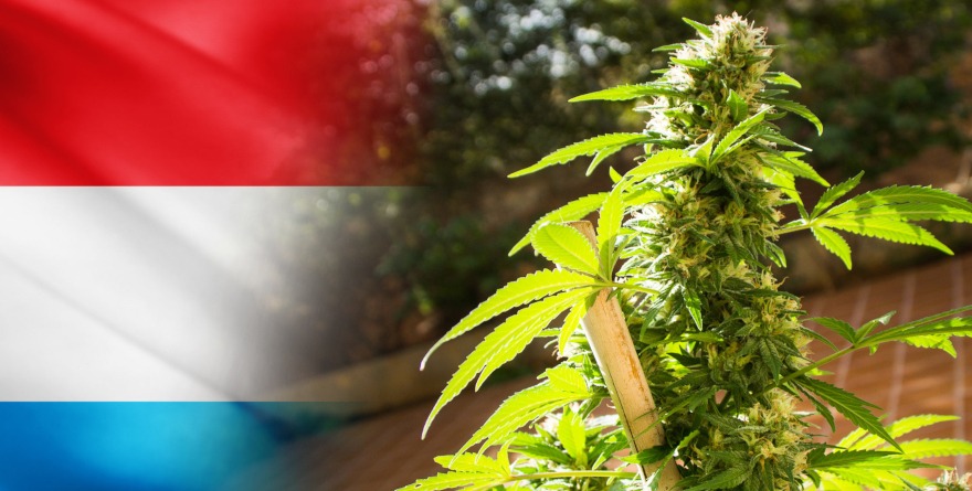 Flaga Luksemburgu i marihuana