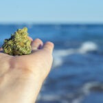 Marihuana na tle morza