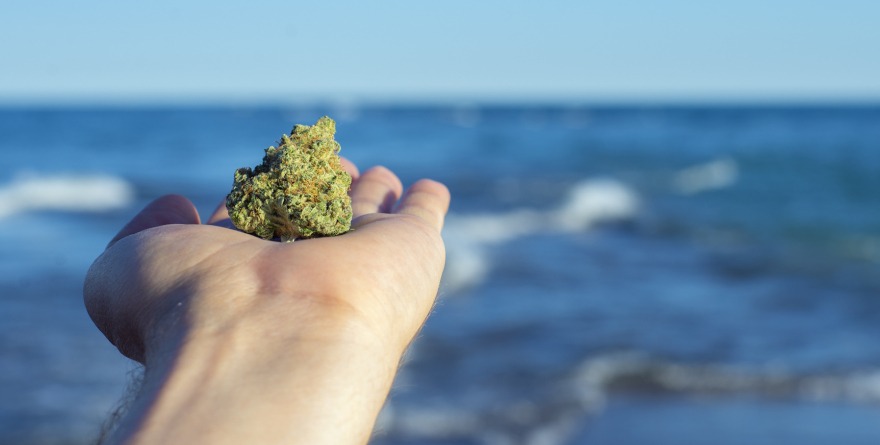 Marihuana na tle morza
